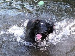 Tingkah Konyol Hewan yang Bikin Gemas