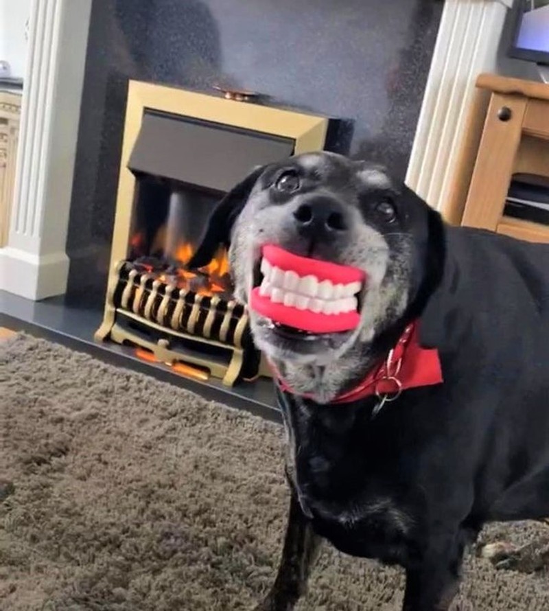 fotoinet tingkah konyol hewan