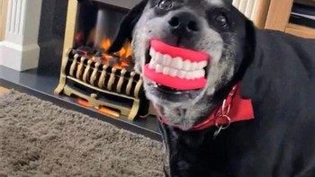 Mainan favorit anjing ini adalah gigi palsu yang sering dipakai dan dipamerkan. Foto: Brightside