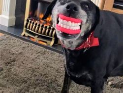 Tingkah Konyol Hewan yang Bikin Gemas