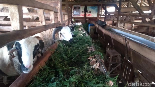 Hewan ternak domba di sebuah kampung di Kuningan