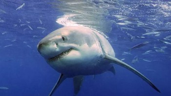 Dia lah predator laut mematikan, hiu putih besar. Dengan 3.000 gigi yang dimiliki, ia bisa mencabik-cabik mangsanya dengan mudah. Foto: Neil Hammerschlag