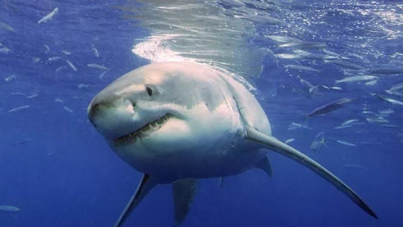 Hiu Putih Besar