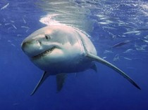 Begini Rahasia Hiu Bisa Berenang Cepat