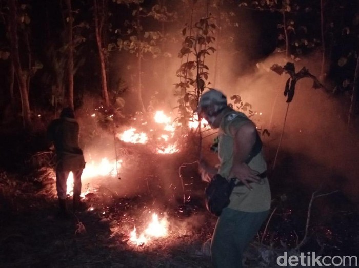 Hutan Baluran di Situbondo seluas 2,5 hektare terbakar