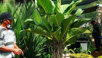 Tanaman hias mengalami lonjakan permintaan di masa pandemi virus COVID-19. Para pengusaha tanaman hias pun ramai-ramai menangkap peluang ini dengan berkebun digital, memindahkan dagangan mereka ke pasar online. (Istimewa)