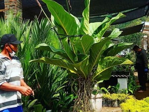 Bisnis Tanaman Hias Melonjak dan Rambah Marketplace
