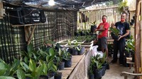 Jualan Online Tanaman Hias - Karanganyar
