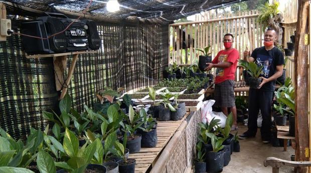 Jualan Online Tanaman Hias - Karanganyar
