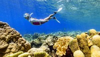 Layaknya negara kepulauan, terdapat banyak pantai indah yang masih perawan di sini. Di mana menjadi rumah bagi ribuan spesies laut, termasuk yang merupakan endemik di Kepulauan Solomon (Chris McLennan/Visit Solomon)