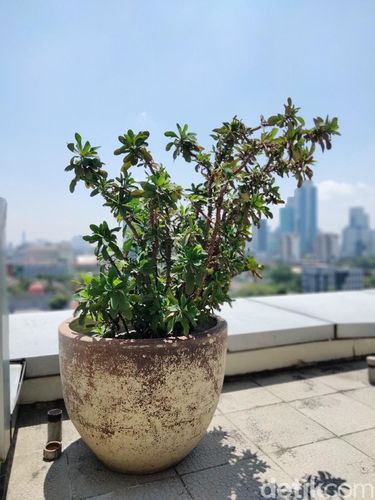 Hasil foto Oppo A53
