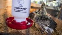 Kebun Binatang Bandung menambah dua ekor koleksi baru burung Merak Hijau dari hasil penetasan atau pengembangbiakan melalui mesin inkubator.