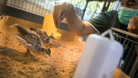 Burung yang memiliki bulu indah tersebut mulai ditetaskan sejak awal Agustus 2020. Dua yang menetas saat ini masih dalam perawatan insentif.