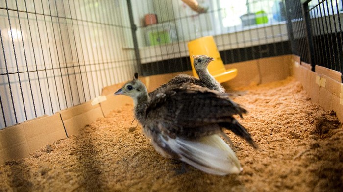 Petugas memeriksa kondisi telur burung Merak Hijau (Pavo Muticus) di Kebun Binatang Bandung, Jawa Barat, Minggu (4/10/2020). Kebun Binatang Bandung menambah dua ekor koleksi baru burung Merak Hijau dari hasil penetasan atau pengembangbiakan melalui mesin inkubator pada awal Agustus 2020. ANTARA FOTO/M Agung Rajasa/foc.