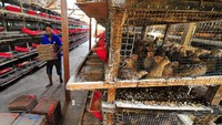 Pekerja mengangkut telur burung puyuh di tempat peternakan Sungai Duren, Jambi Luar Kota, Muarojambi, Jambi, Minggu (4/10/2020). ANTARA FOTO/Wahdi Septiawan.