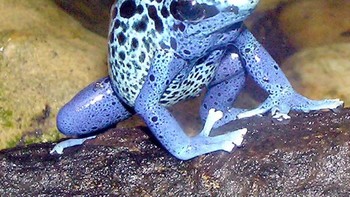 Sekilas, binatang satu ini menggemaskan dengan warnanya yang mencolok. Awas! Katak beracun ini berbahaya. Foto: Public Domain