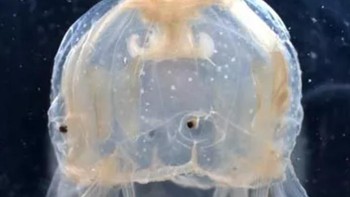 Dari namanya mungkin terdengar unik. Ubur-ubur kotak Australia punya 5.000 sel penyengat dan beracun yang bisa membunuh 60 manusia sekaligus. Foto: Anders Garm