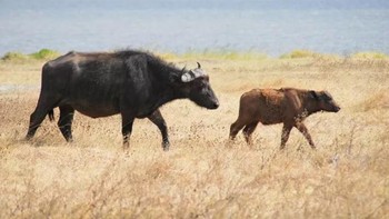 Inilah hewan mematikan yang ada di planet Bumi versi Live Science, Cape Buffalo. Badannya yang besar disertai dua tanduknya yang tajam bisa menerkam dengan mudah. Sebagai catatan, daftar Live Science ini dilakukan pada 2016.  Foto: Wikipedia