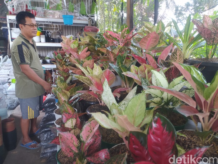 Sedang Naik Daun Harga Aglonema Di Sidoarjo Capai Rp 6 Juta