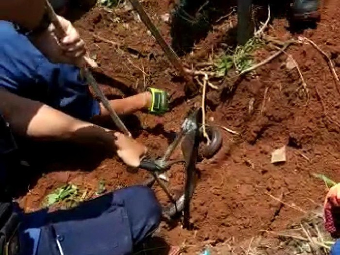 Damkar Depok Evakuasi Ular Seukuran 3 Meter di Pekarangan Rumah Warga