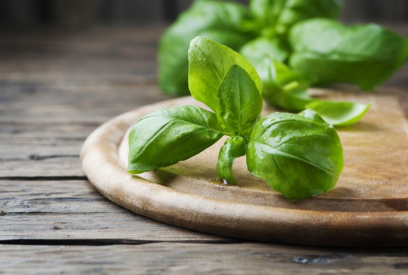 Ilustrasi basil Fresh green basil on the wooden table, selective focus