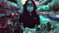 Jualan Online Tanaman Hias - Cimahi