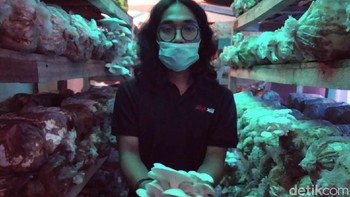 Pandemi COVID-19 membuat banyak pelaku agrobisnis memanfaatkan teknologi digital. Berkebun jamur tiram pun dibantu medsos dan marketplace untuk promosinya seperti Dante Putratama di Cimahi (Whisnu Pradana/detikcom)