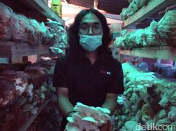 Aneka Peluang Usaha Berkebun Dibantu Teknologi Digital