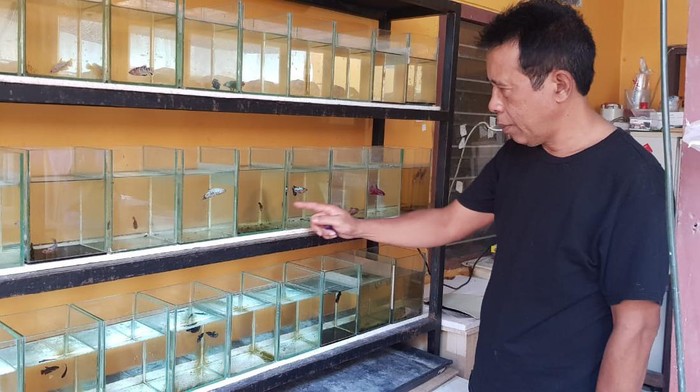 Peluang usaha bisnis ikan cupang di tengah pandemi COVID-19