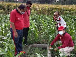 Jambangan Air Diduga Benda Purbakala Ditemukan di Persawahan Kota Blitar