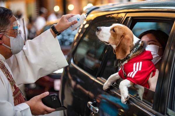 Anjing dan kucing bisa akur, lho. Mereka sering kejar-kejaran karena adanya naluri berburu anjing, dan kucing juga suka mengejar sesuatu yang kecil dan cepat. (Getty Images/Ezra Acayan) Anjing dan kucing bisa akur, lho. Mereka sering kejar-kejaran karena adanya naluri berburu anjing, dan kucing juga suka mengejar sesuatu yang kecil dan cepat. (Getty Images/Ezra Acayan)