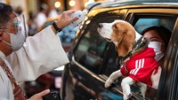Anjing dan kucing bisa akur, lho. Mereka sering kejar-kejaran karena adanya naluri berburu anjing, dan kucing juga suka mengejar sesuatu yang kecil dan cepat. (Getty Images/Ezra Acayan)