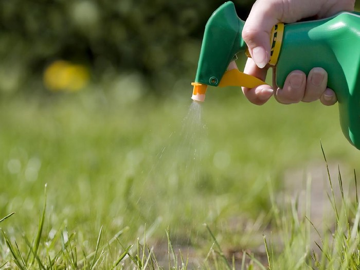 Spraying grass with a green and yellow atomizer in the garden.