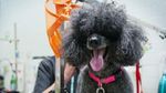 Fakta Menarik Anjing, Sahabat Manusia nan Setia