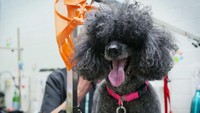Anjing punya naluri yang bagus. Dia bisa mengerti apa yang dirasakan manusia, lho. (ABC Australia)