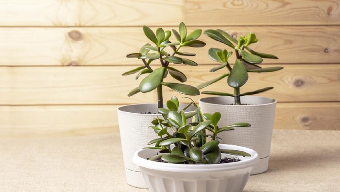 Succulent houseplant Crassula ovata in a pot on rustic background