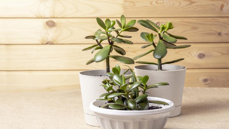 Tanaman giok atau jade plant Succulent houseplant Crassula ovata in a pot on rustic background