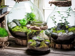 Cara Mudah Membuat Terrarium untuk Hiasan Rumah