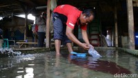 Petani Cacing sutra menjual dengan harga yang cukup lumayan, cacing merah di bandrol dengan harga Rp 35 ribu hingga Rp 40 ribuan per gayung.