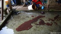 Cacing yang dikumpulkan, kemudian di tampung di dalam kolam.
