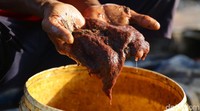Tak hanya untuk pakan ikan hias, cacing sutra ini pun digunakan untuk bahan kosmetik.