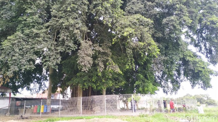 Ekskavasi tahap kedua Candi Gedog dimulai kembali. Namun BPCB Jatim tidak akan mencabut pohon beringin yang menaungi situs cagar budaya itu.