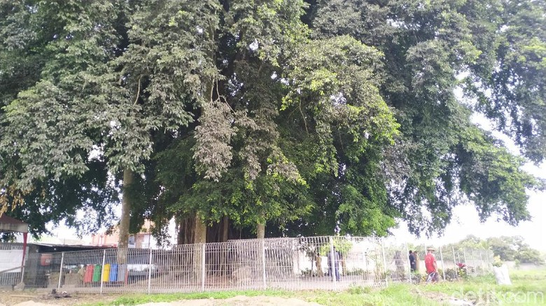 Candi Gedog Ekskavasi tahap kedua Candi Gedog dimulai kembali. Namun BPCB Jatim tidak akan mencabut pohon beringin yang menaungi situs cagar budaya itu.