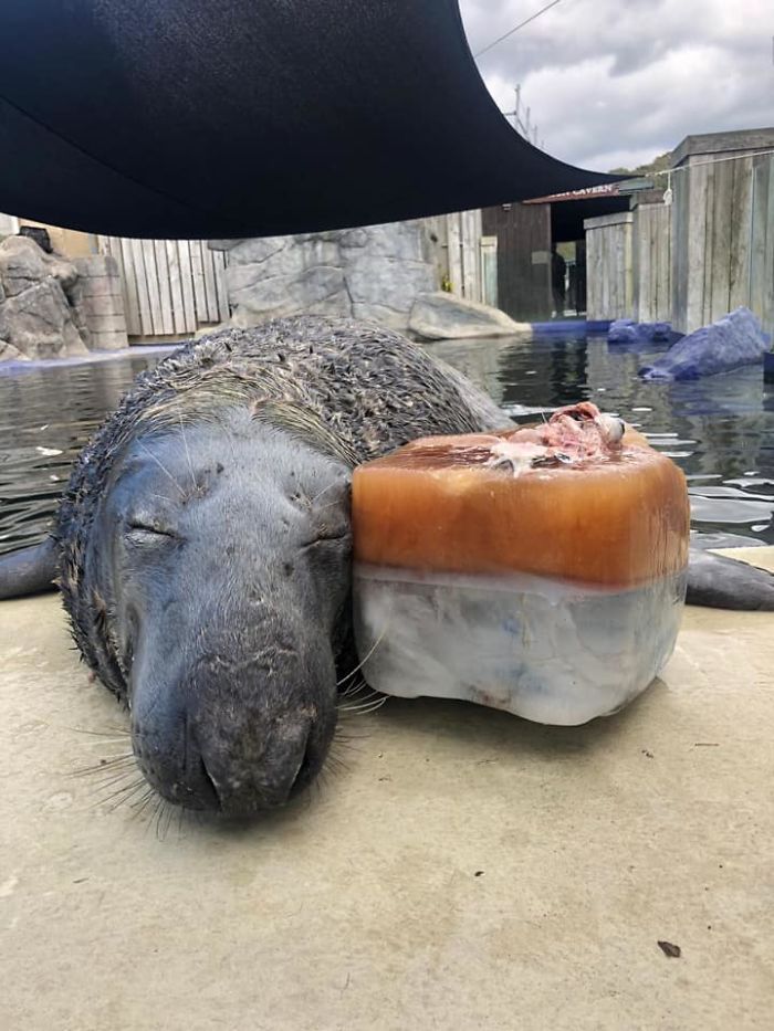 Gemas! Anjing Laut ini Rayakan Ultah ke-31 dengan Kue Ikan Mentah