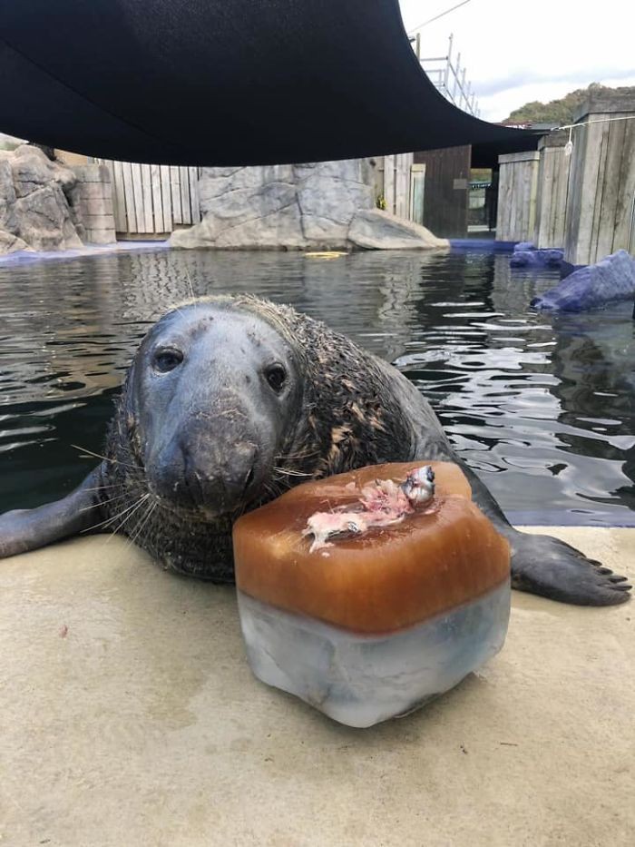 Gemas! Anjing Laut ini Rayakan Ultah ke-31 dengan Kue Ikan Mentah