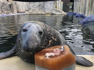 Gemas! Anjing Laut ini Rayakan Ultah ke-31 dengan Kue Ikan Mentah