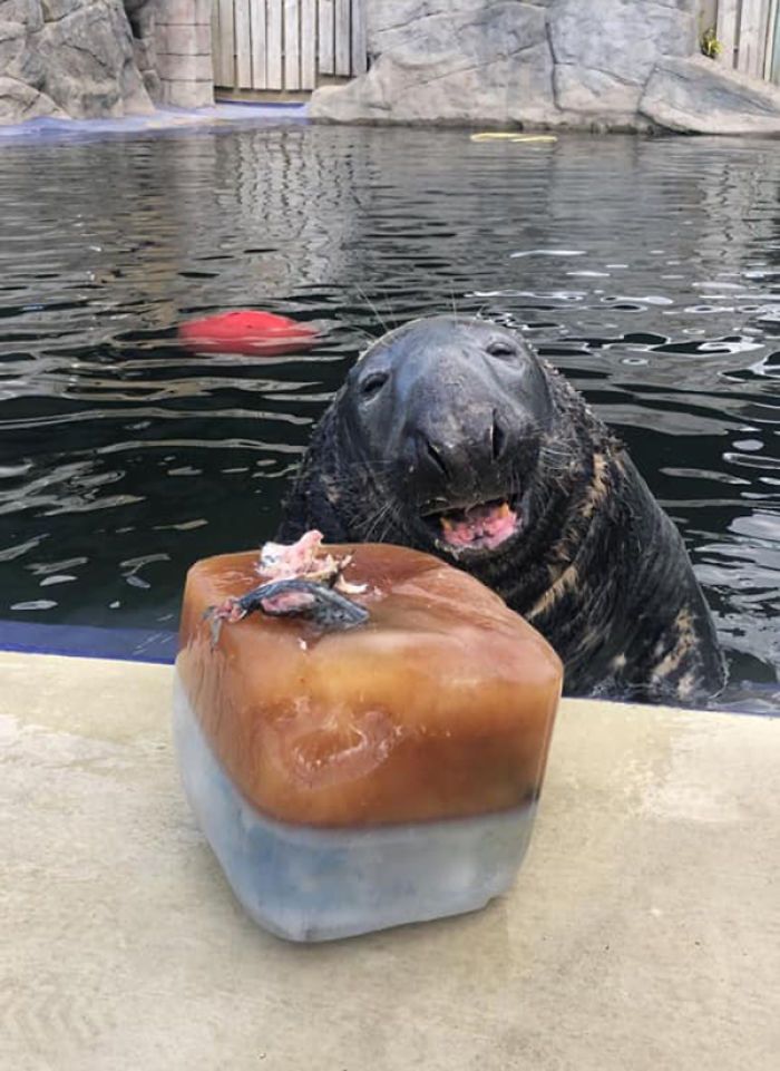 Gemas! Anjing Laut ini Rayakan Ultah ke-31 dengan Kue Ikan Mentah