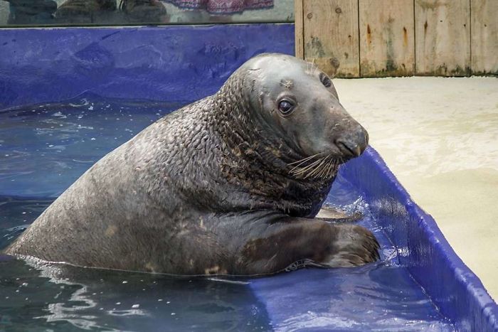 Gemas! Anjing Laut ini Rayakan Ultah ke-31 dengan Kue Ikan Mentah