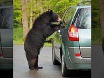 Beruang Mengamuk di Supermarket Jepang, 2 Pria Terluka-Pembeli Ketakutan