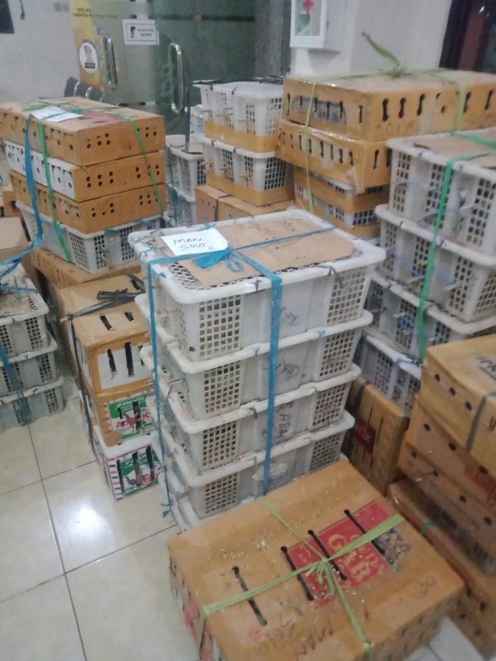 Karantina Denpasar gagalkan penyelundupan ribuan ekor burung kicau menuju Jogja (dok Istimewa)